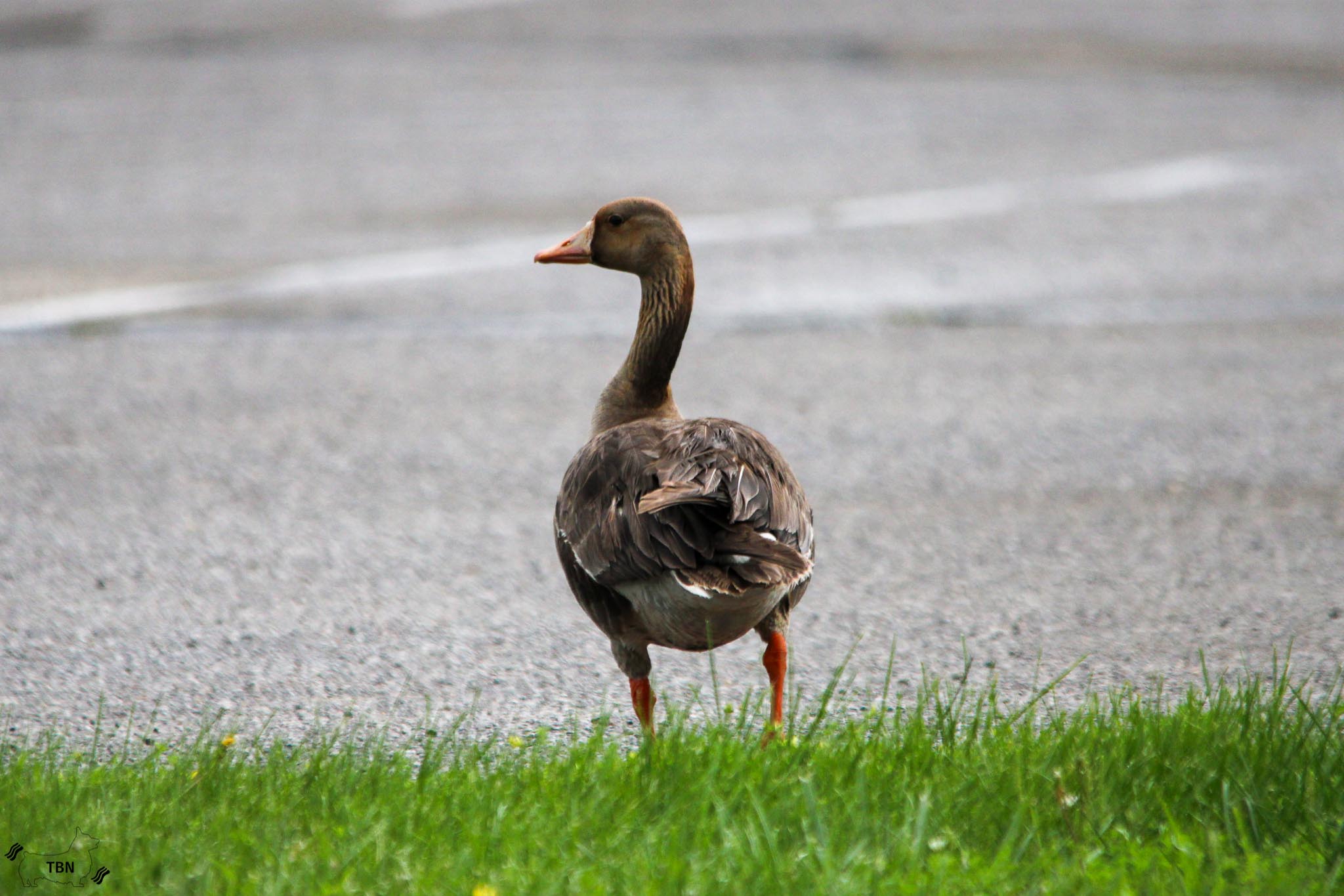 Greater White-Fronted Goose
